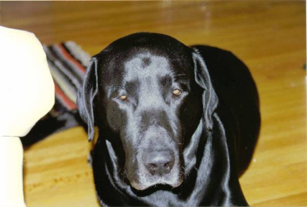 jaycee dugard daughters. Jaycee Dugard Daughters